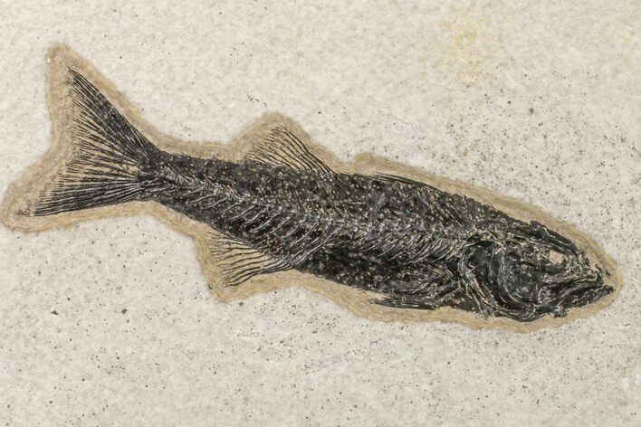 Uncommon Fish Fossil (Mioplosus) - Wyoming #163433